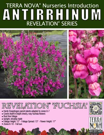 Antirrhinum REVELATION® 'Fuchsia' - Product Profile