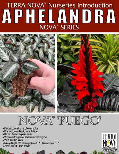 Aphelandra NOVA® 'Fuego' - Product Profile