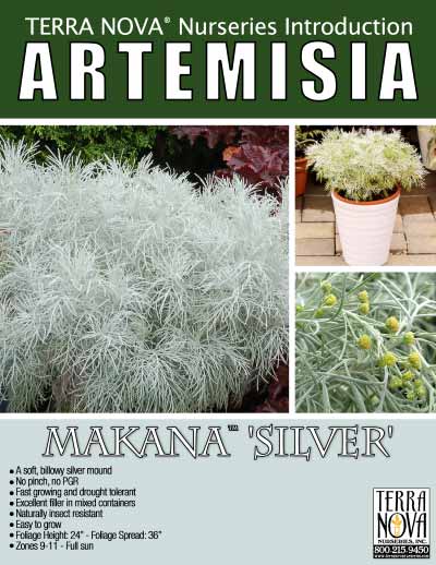 Artemisia MAKANA™ 'Silver' - Product Profile