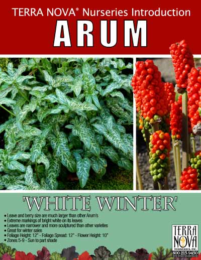 Arum 'White Winter' - Product Profile