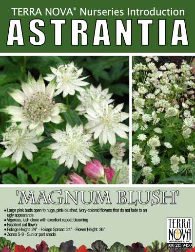 Astrantia 'Magnum Blush' - Product Profile