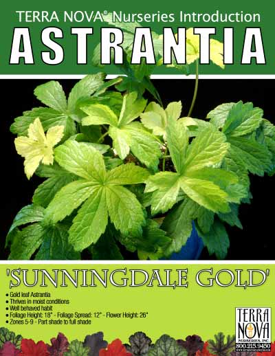 Astrantia 'Sunningdale Gold' - Product Profile