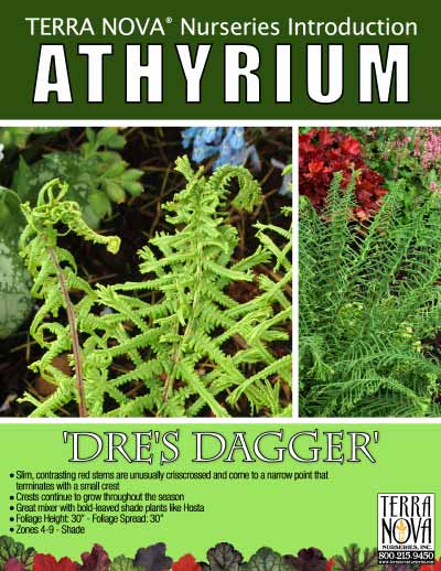 Athyrium 'Dre's Dagger' - Product Profile