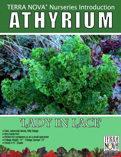 Athyrium 'Lady In Lace' - Product Profile