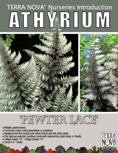 Athyrium 'Pewter Lace' - Product Profile