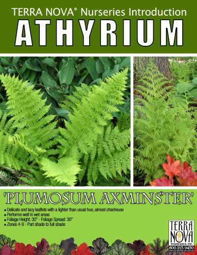 Athyrium 'Plumosum Axminster' - Product Profile