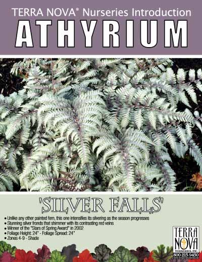 Athyrium 'Silver Falls' - Product Profile