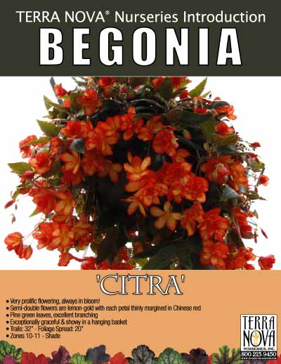 Begonia 'Citra' - Product Profile