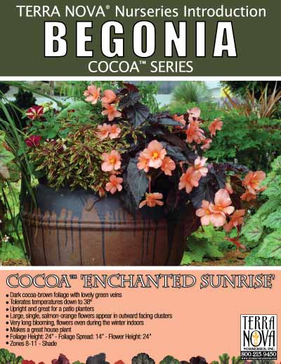 Begonia COCOA™ 'Enchanted Sunrise' - Product Profile