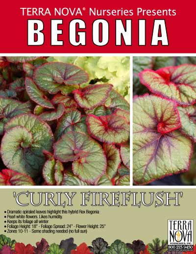 Begonia 'Curly Fireflush' - Product Profile