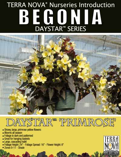Begonia DAYSTAR™ Primrose - Product Profile