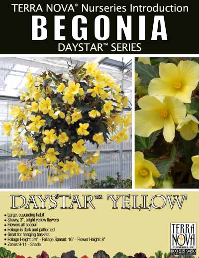 Begonia DAYSTAR™ Yellow - Product Profile