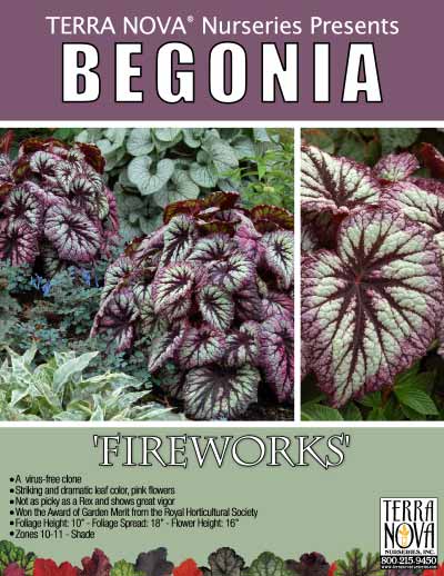 Begonia 'Fireworks' - Product Profile