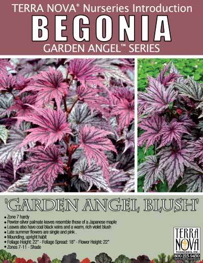 Begonia 'Garden Angel Blush' - Product Profile