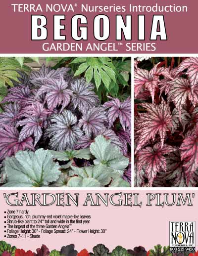 Begonia 'Garden Angel Plum' - Product Profile