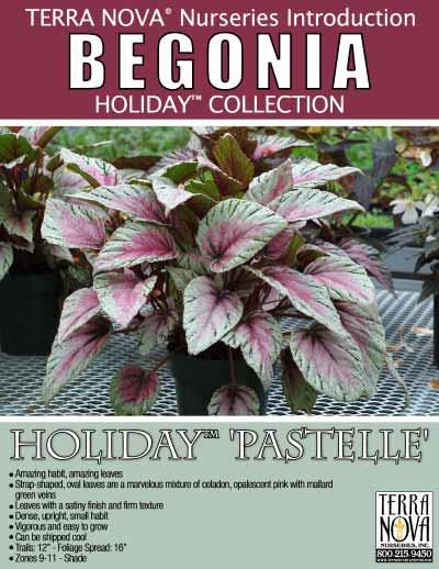 Begonia HOLIDAY™ 'Pastelle' - Product Profile
