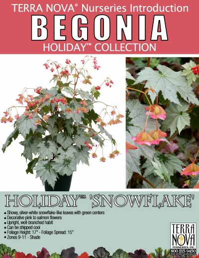 Begonia HOLIDAY™ 'Snowflake' - Product Profile