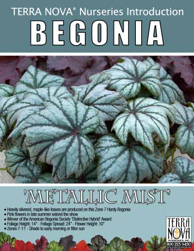 Begonia 'Metallic Mist' - Product Profile