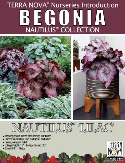 Begonia NAUTILUS™ 'Lilac' | TERRA NOVA® Nurseries, Inc.