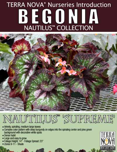 Begonia NAUTILUS™ 'Supreme' - Product Profile