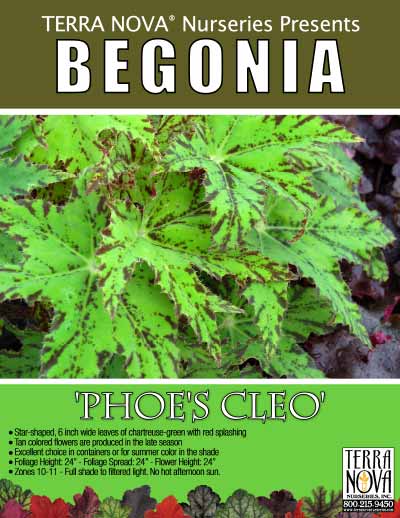 Begonia 'Phoe's Cleo' - Product Profile