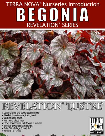 Begonia REVELATION® 'Lustre' - Product Profile