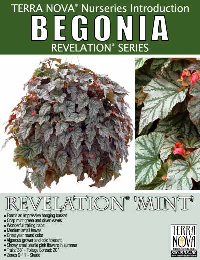 Begonia REVELATION® 'Mint' - Product Profile