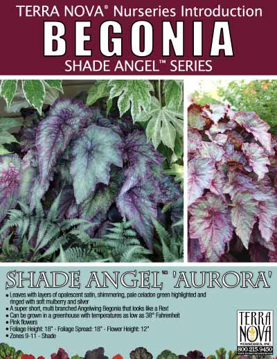 Begonia SHADE ANGEL™ 'Aurora' - Product Profile