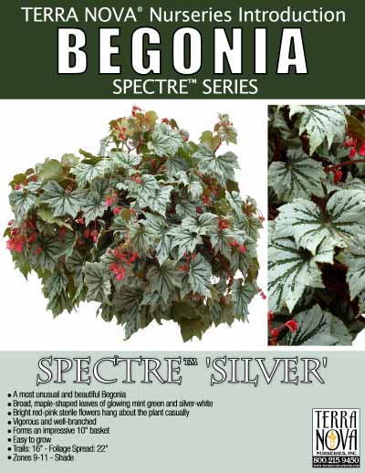 Begonia SPECTRE™ 'Silver' - Product Profile