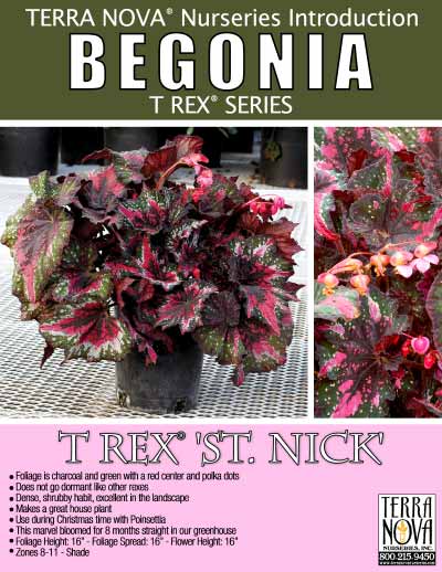 Begonia T REX™ 'St. Nick' - Product Profile