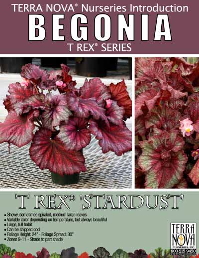 Begonia T-REX® 'Stardust' - Product Profile