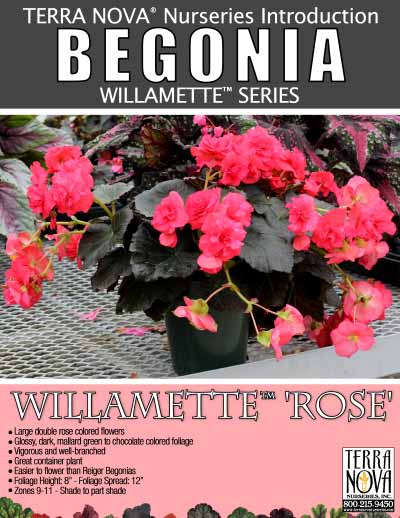 Begonia WILLAMETTE™ Rose - Product Profile