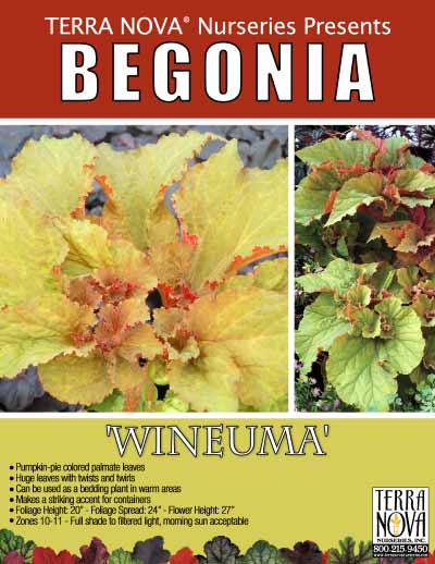 Begonia 'Wineuma' - Product Profile