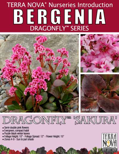 Bergenia DRAGONFLY™ 'Sakura' - Product Profile