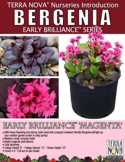 Bergenia EARLY BRILLIANCE™ 'Magenta' - Product Profile