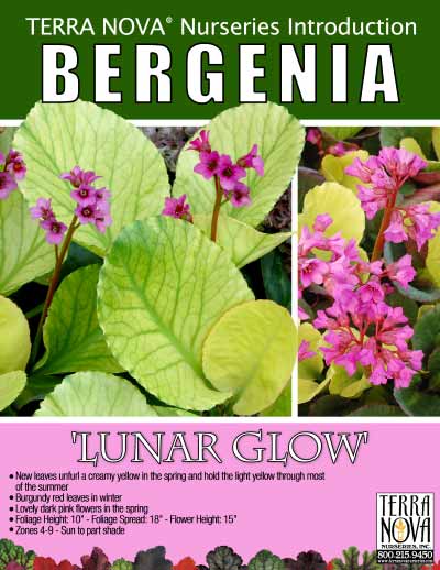 Bergenia 'Lunar Glow' - Product Profile