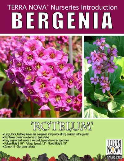 Bergenia 'Rotblum' - Product Profile