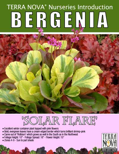 Bergenia 'Solar Flare' - Product Profile