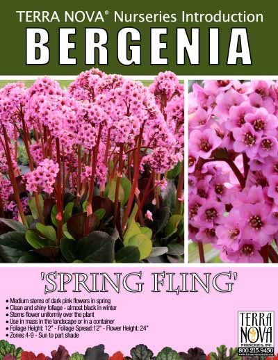 Bergenia 'Spring Fling' - Product Profile