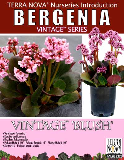 Bergenia VINTAGE™ 'Blush' - Product Profile