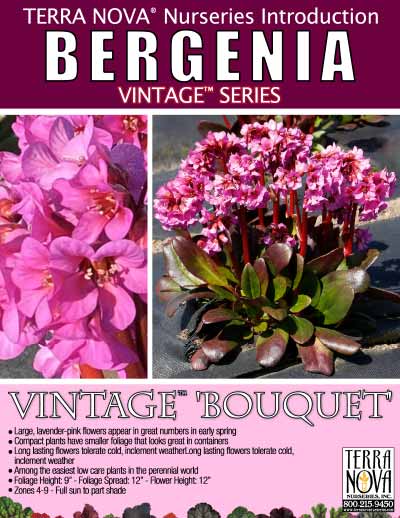Bergenia VINTAGE™ 'Bouquet' - Product Profile