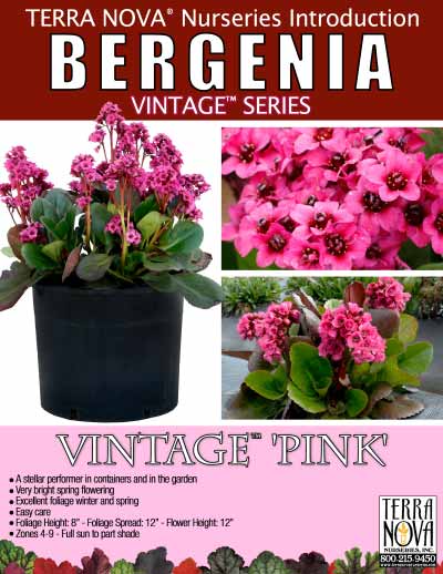 Bergenia VINTAGE™ 'Pink' - Product Profile