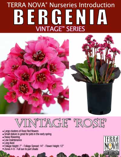 Bergenia VINTAGE™ Rose - Product Profile