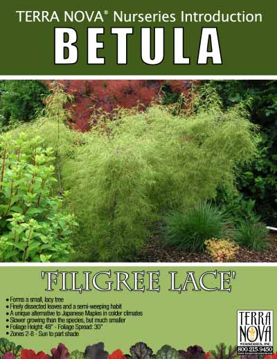 Betula 'Filigree Lace' - Product Profile