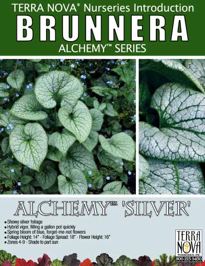 Brunnera ALCHEMY™ 'Silver' - Product Profile