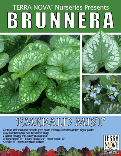 Brunnera 'Emerald Mist' - Product Profile