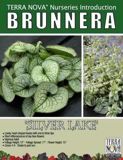 Brunnera 'Silver Lake' - Product Profile