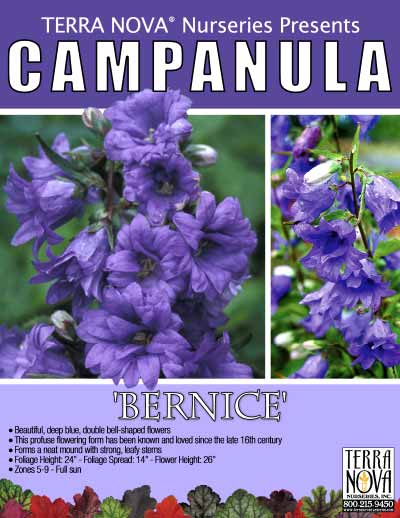 Campanula 'Bernice' - Product Profile