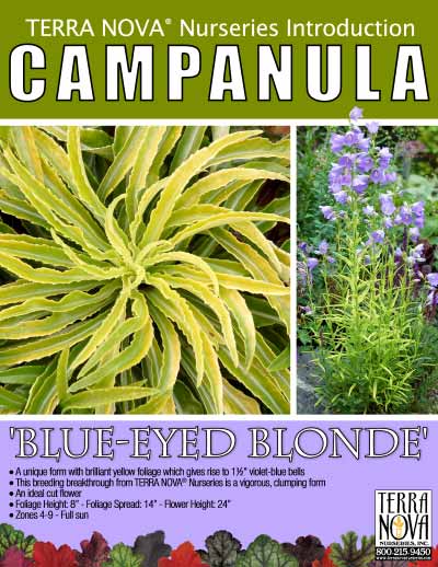 Campanula 'Blue-Eyed Blonde' - Product Profile