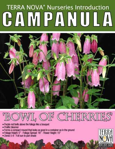 Campanula 'Bow Of Cherries' - Product Profile